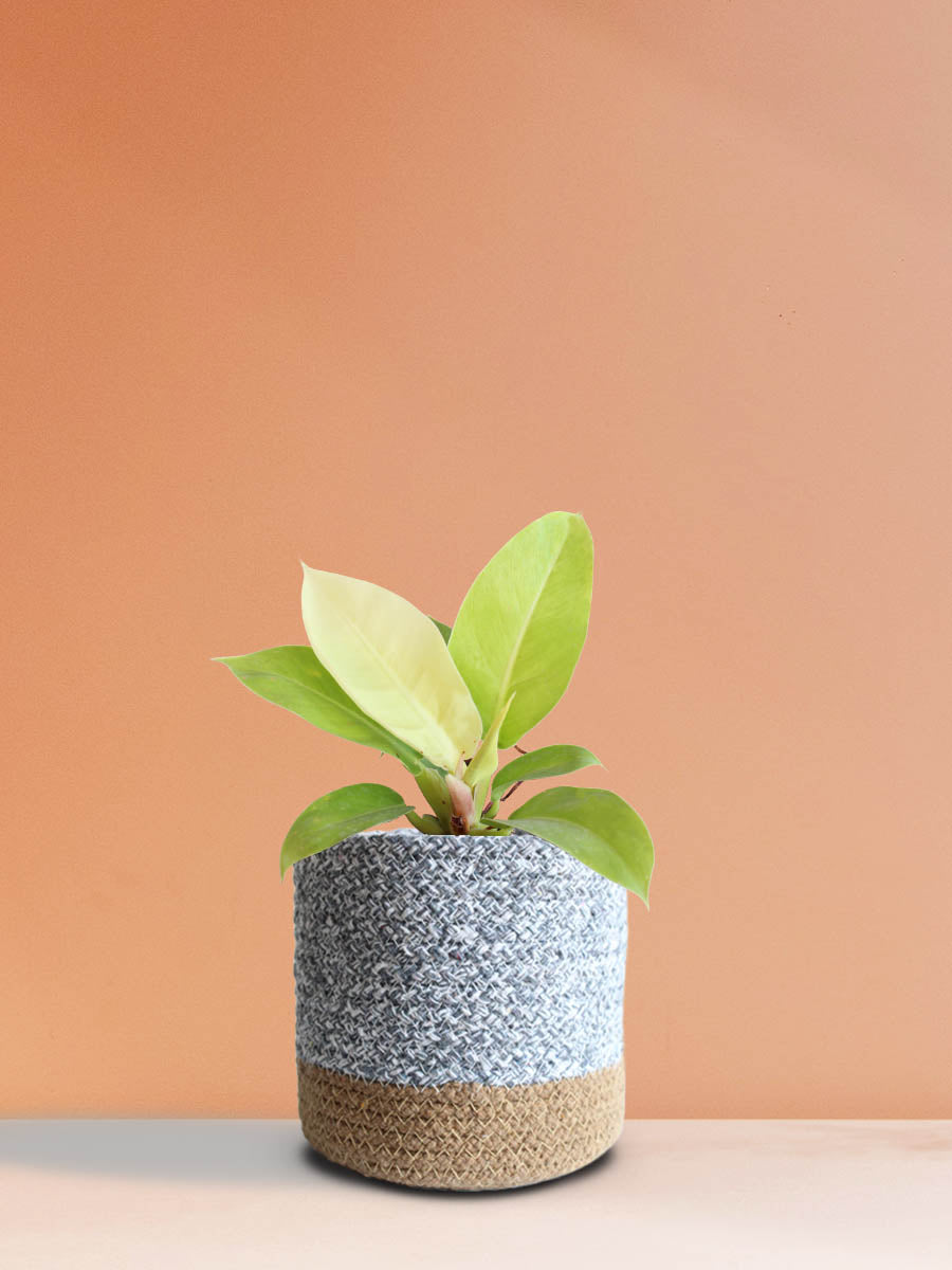 Philodendron Moonshine (Medium)
