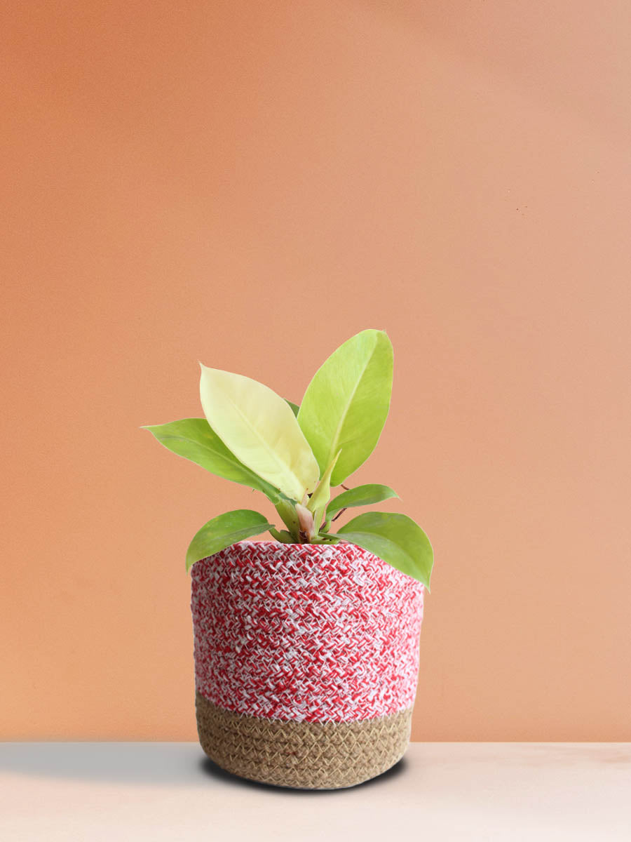Philodendron Moonshine (Medium)