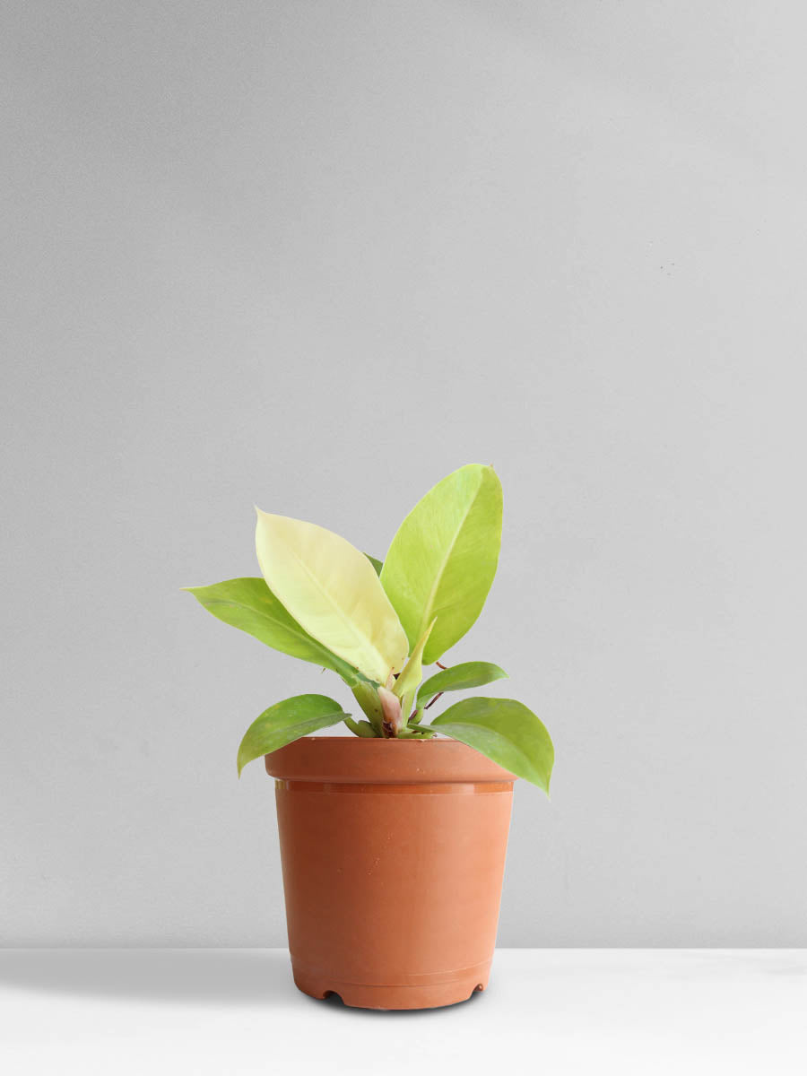 Philodendron Moonshine (Medium)