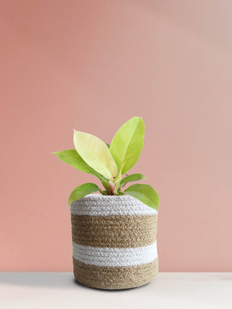 Philodendron Moonshine (Medium)