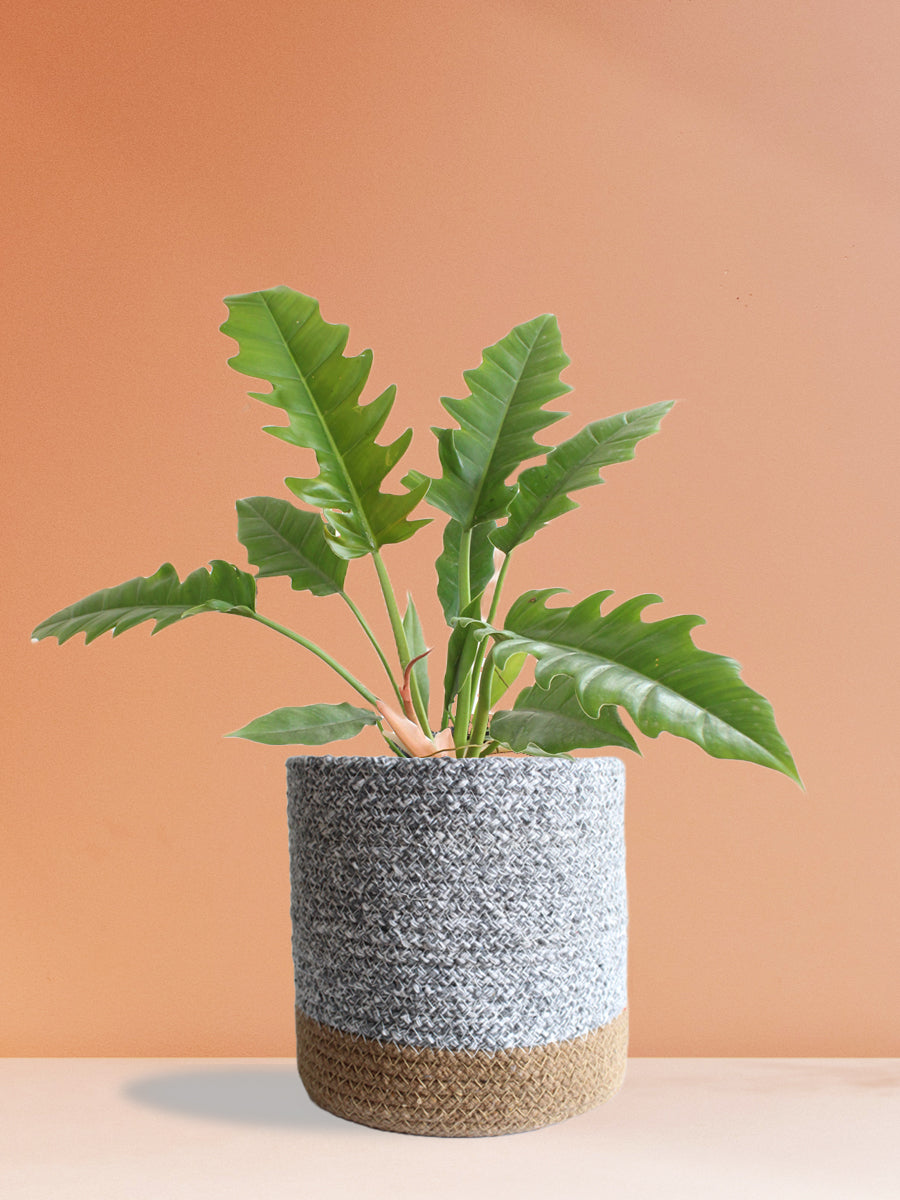 Philodendron Narrow Escape (Large)