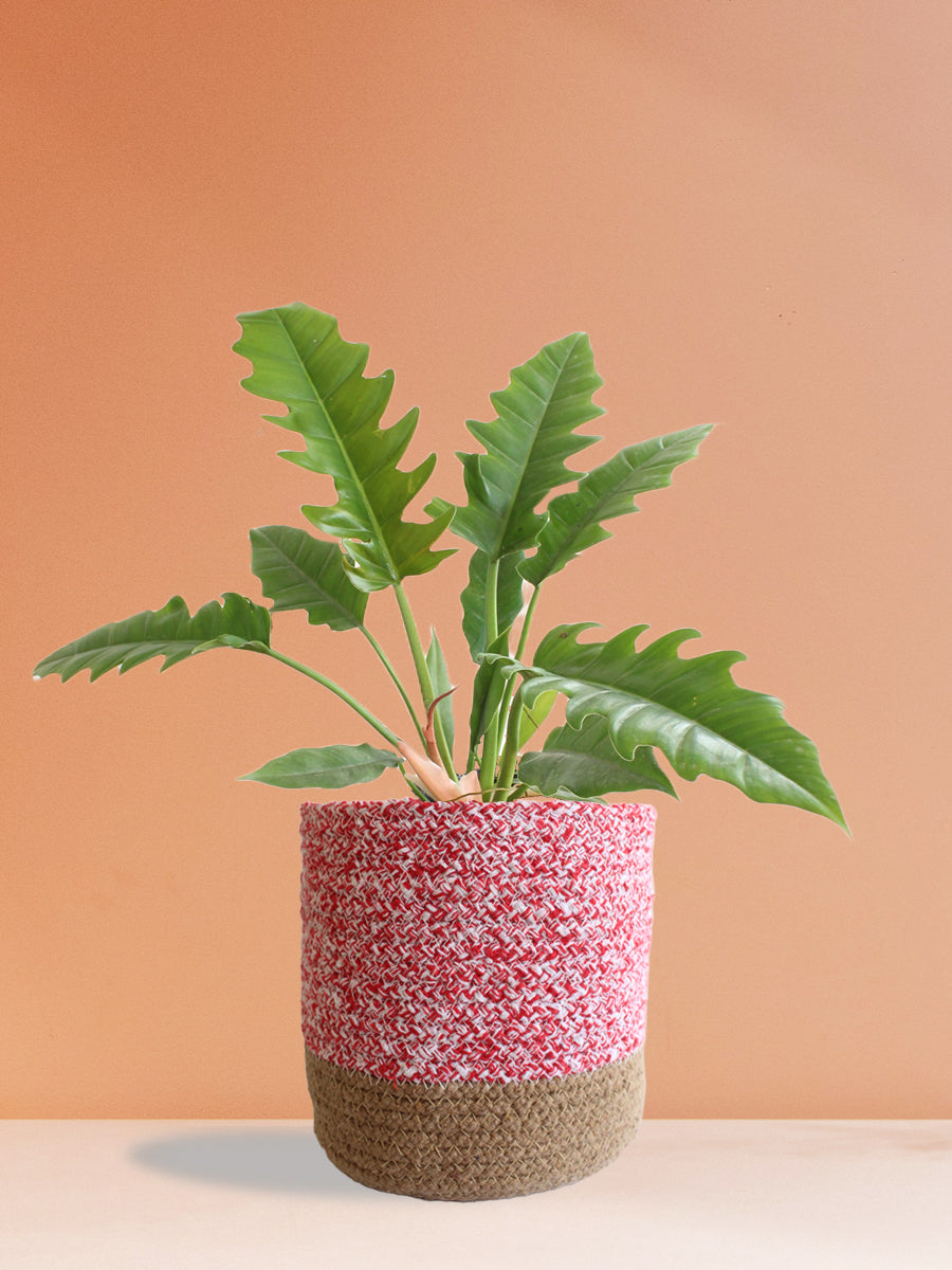 Philodendron Narrow Escape (Large)