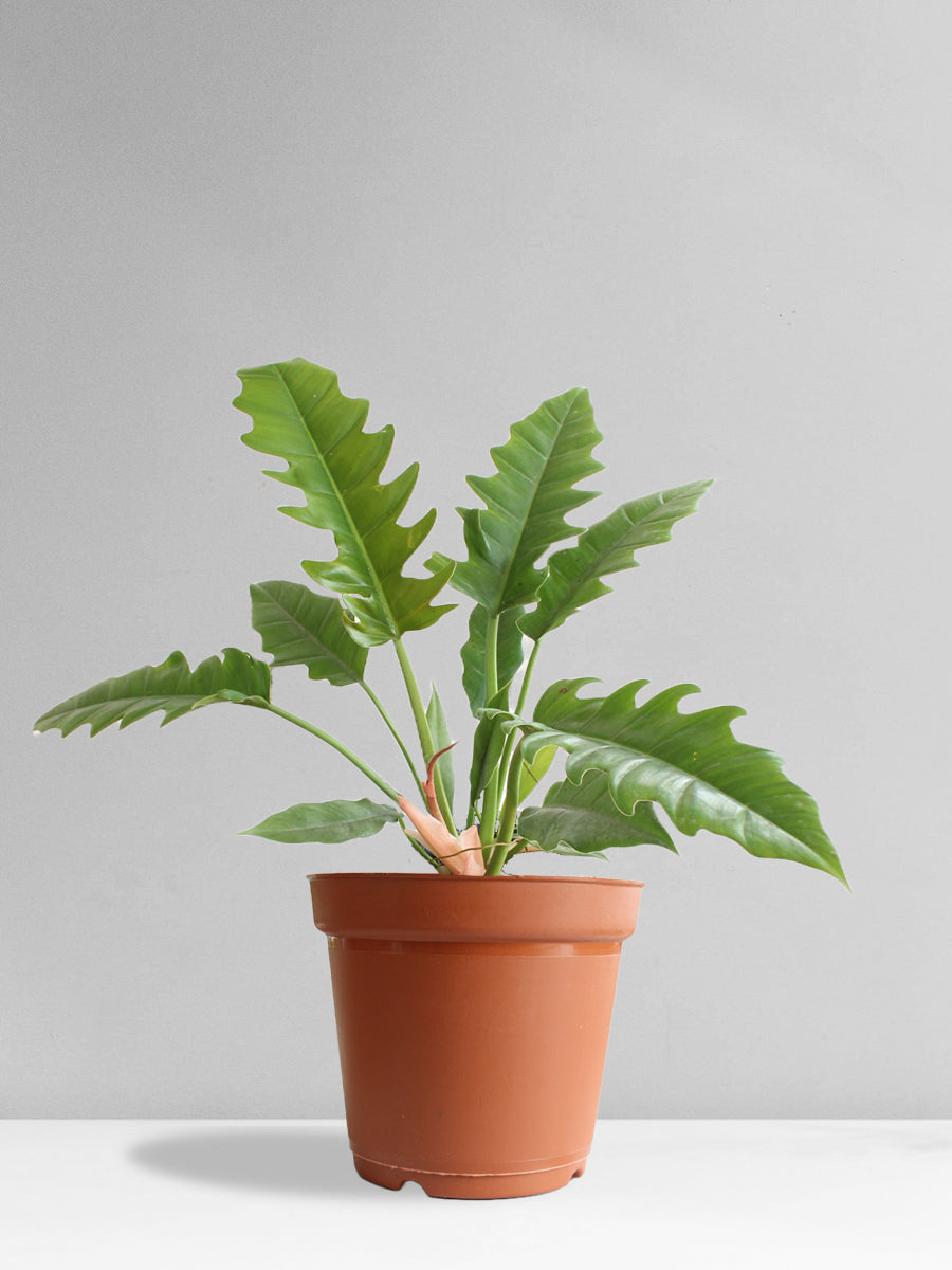 narrow philodendron Philodendron Narrow Escape (Large)