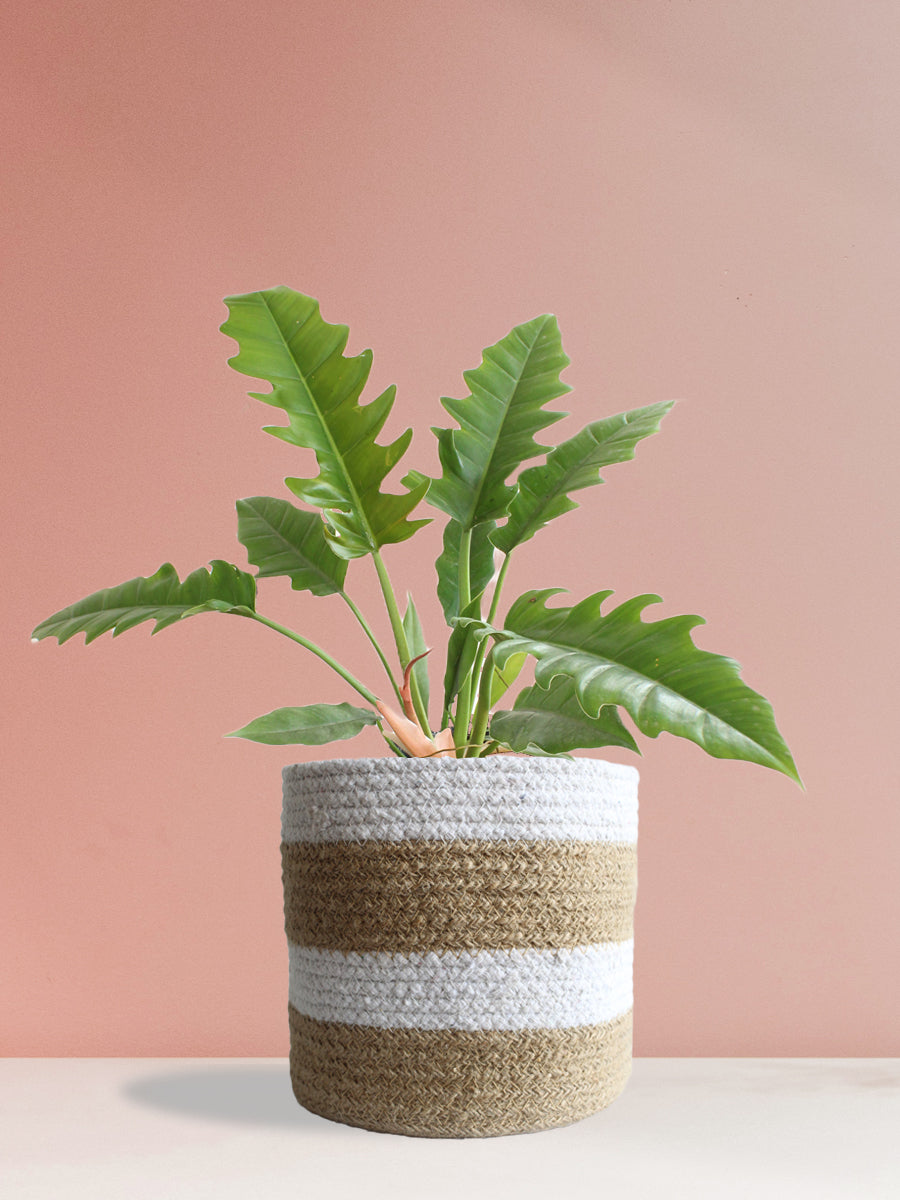 Philodendron Narrow Escape (Large)