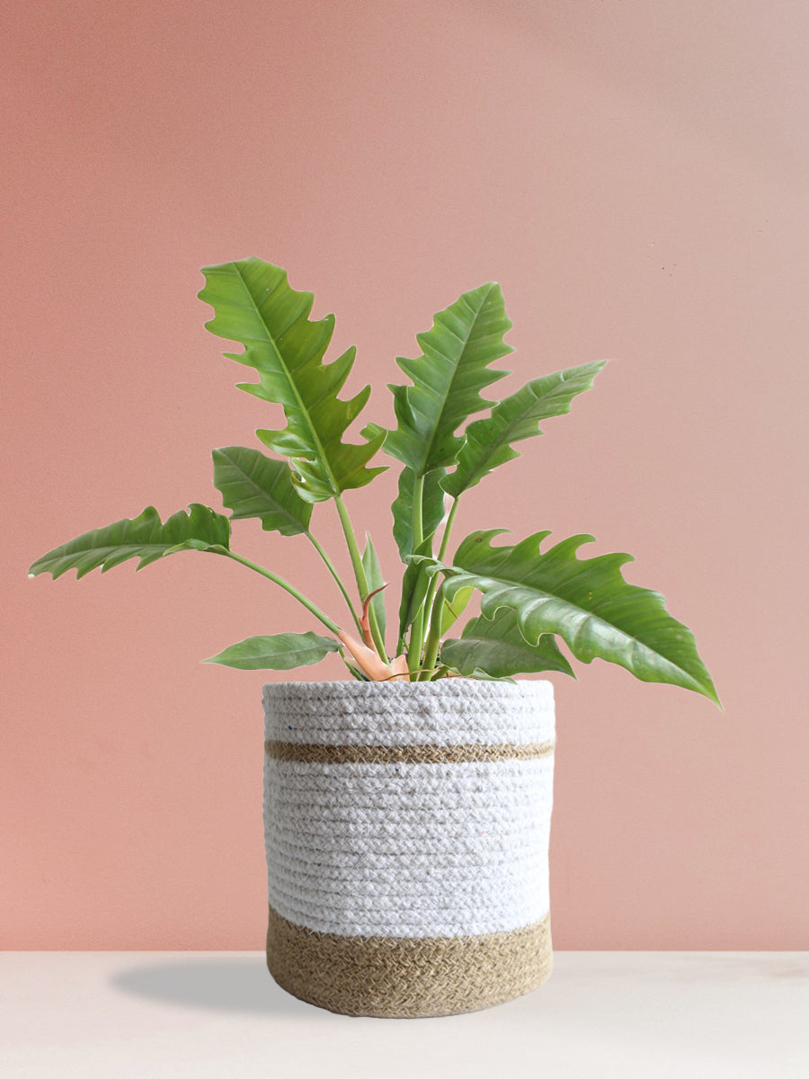 Philodendron Narrow Escape (Large)