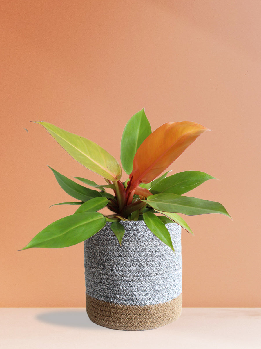 Philodendron Prince Of Orange (Large)