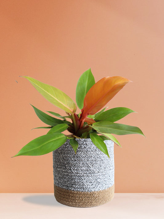 Philodendron Prince Of Orange (Large)