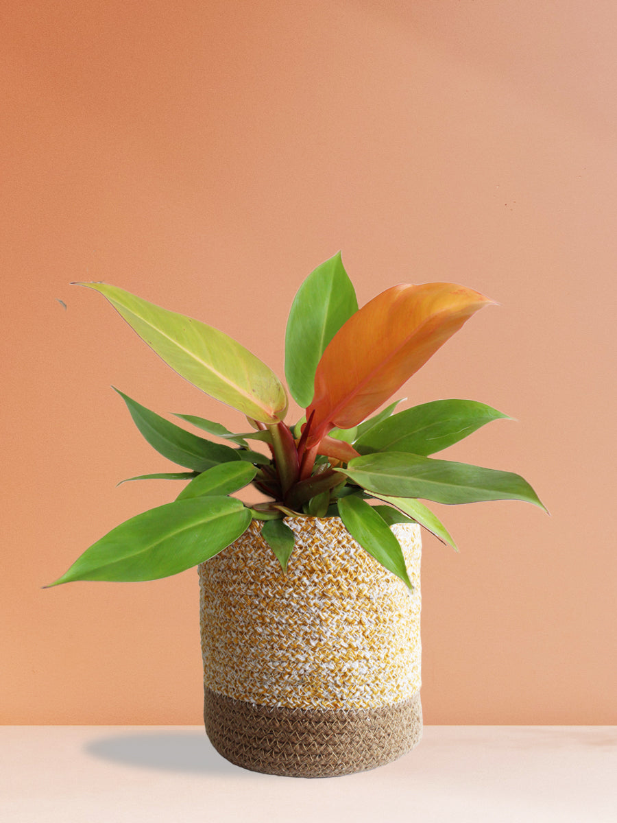 Philodendron Prince Of Orange (Large)