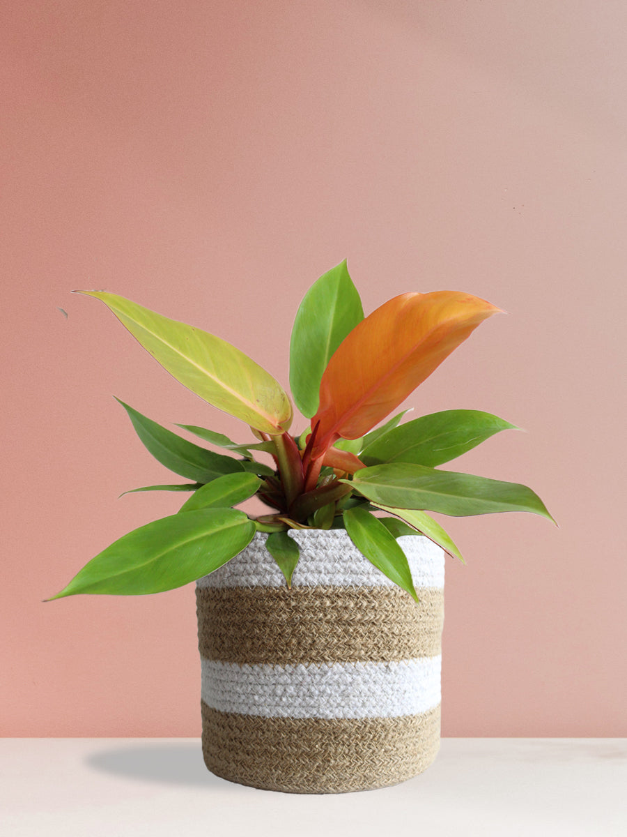 Philodendron Prince Of Orange (Large)
