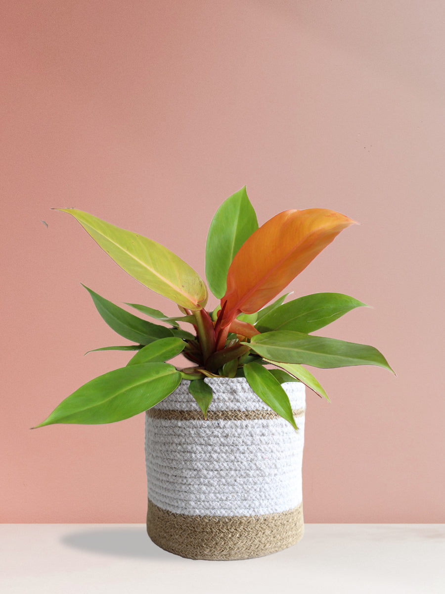 Philodendron Prince Of Orange (Large)