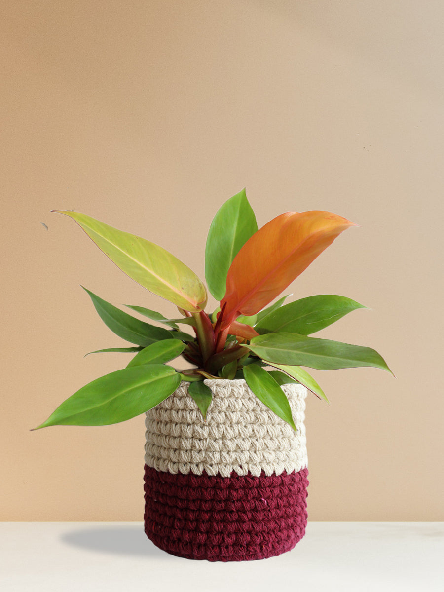 Philodendron Prince Of Orange (Large)
