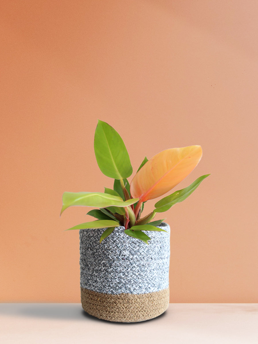 Philodendron Prince Of Orange (Medium)