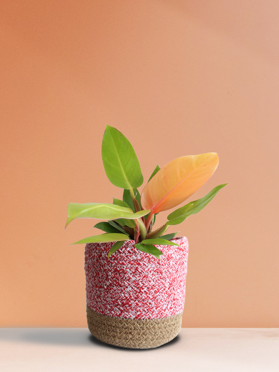 Philodendron Prince Of Orange (Medium)