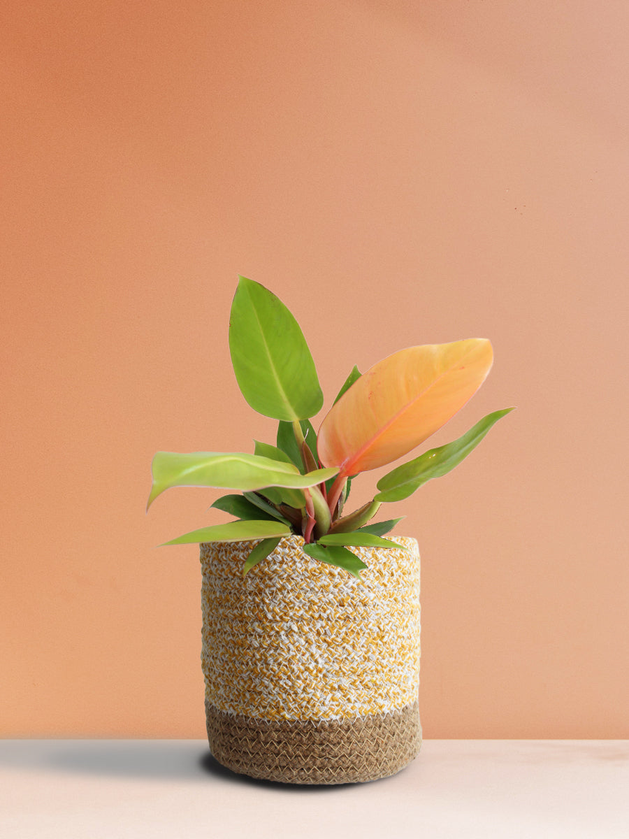 Philodendron Prince Of Orange (Medium)