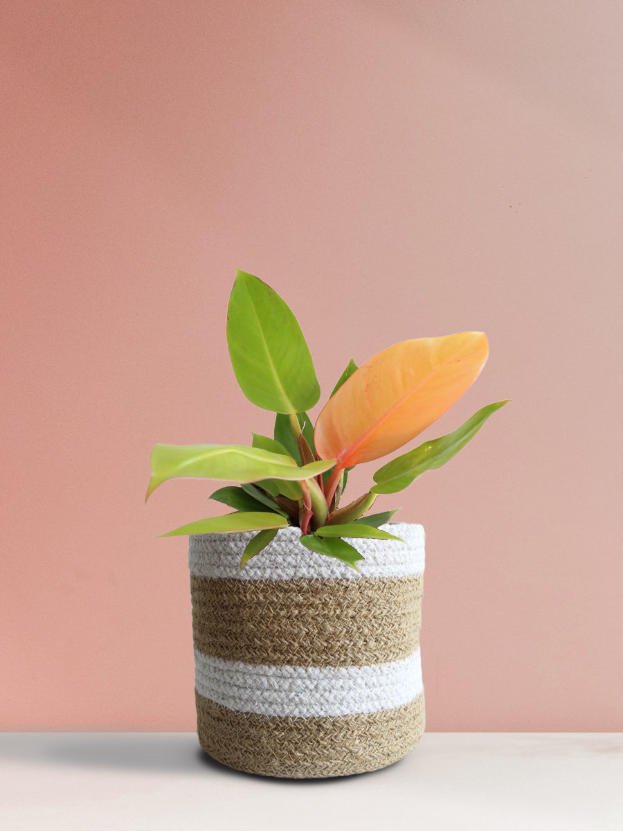 Philodendron Prince Of Orange (Medium)