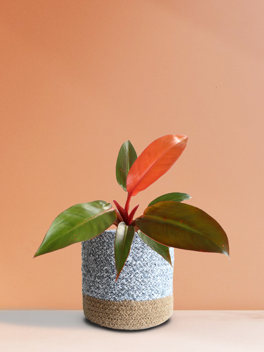 Philodendron Red King (Medium)