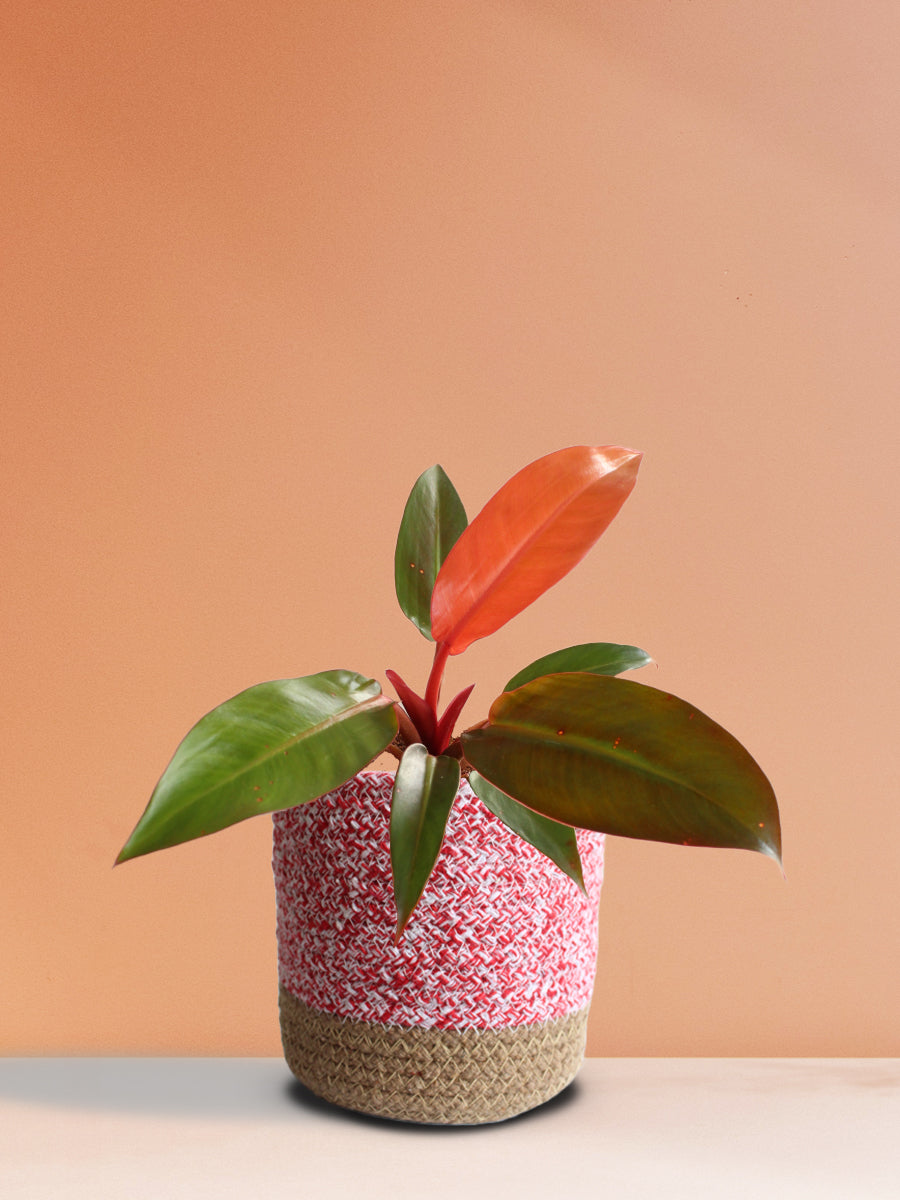 Philodendron Red King (Medium)
