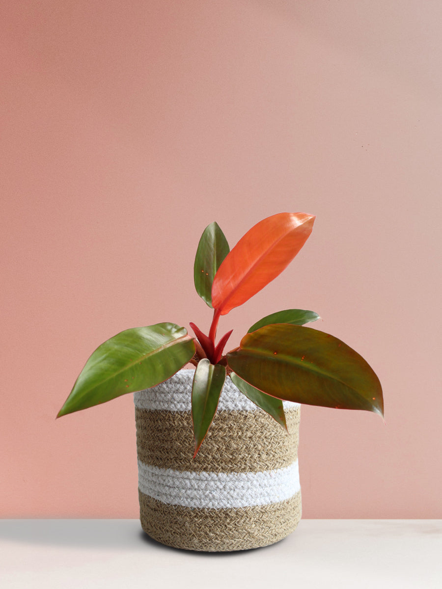 Philodendron Red King (Medium)