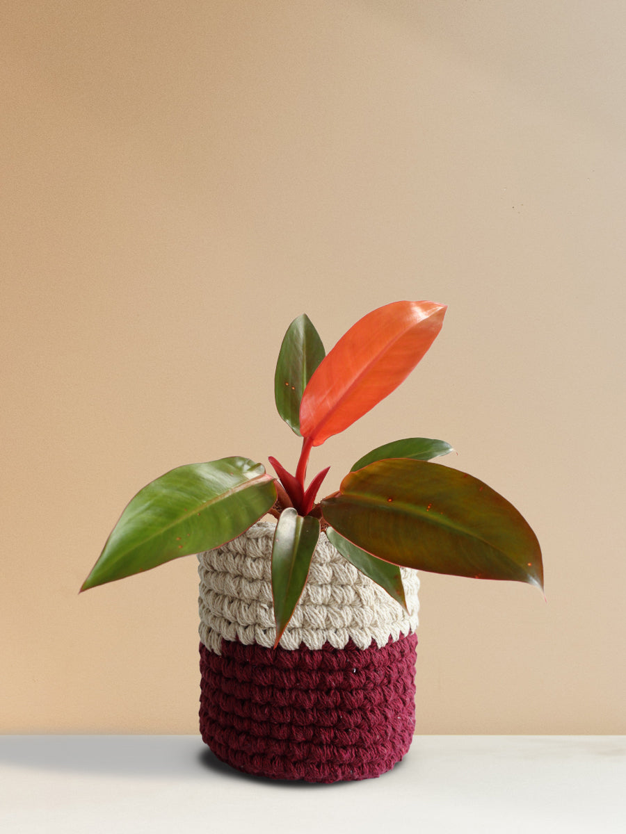 Philodendron Red King (Medium)