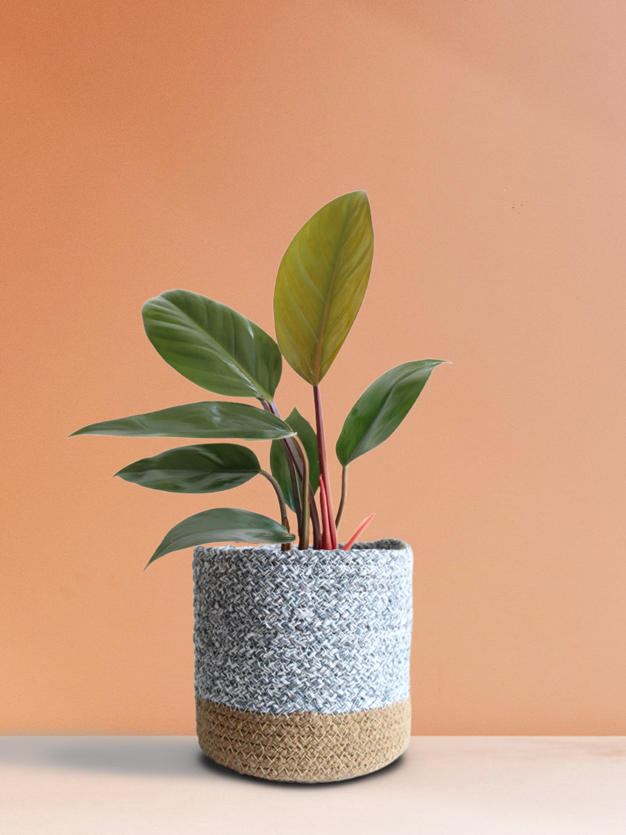 Philodendron Rojo Congo (Medium)