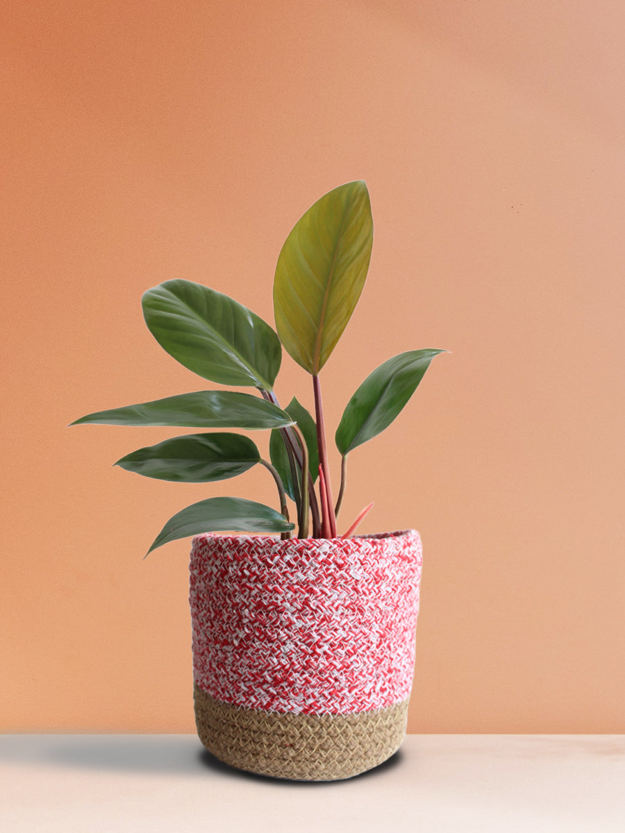 Philodendron Rojo Congo (Medium)