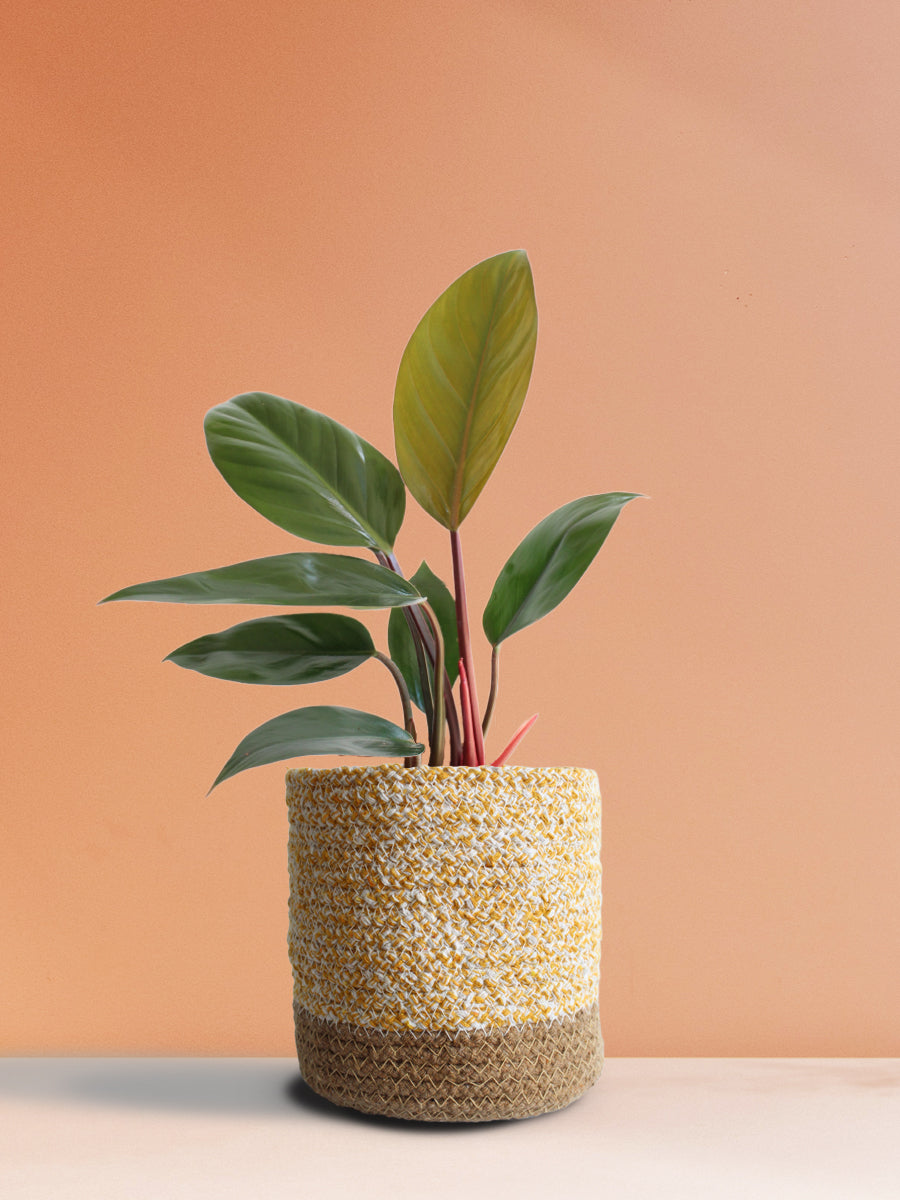 Philodendron Rojo Congo (Medium)