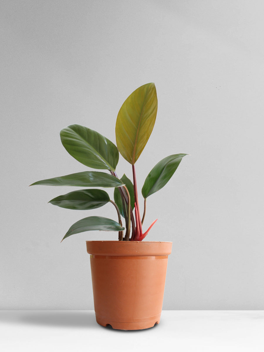 Philodendron Rojo Congo (Medium)