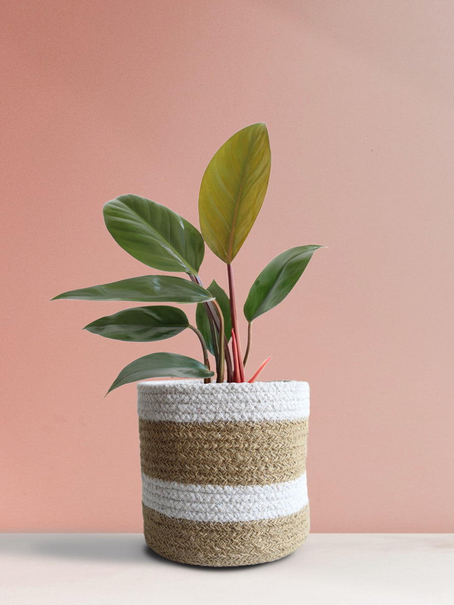 Philodendron Rojo Congo (Medium)