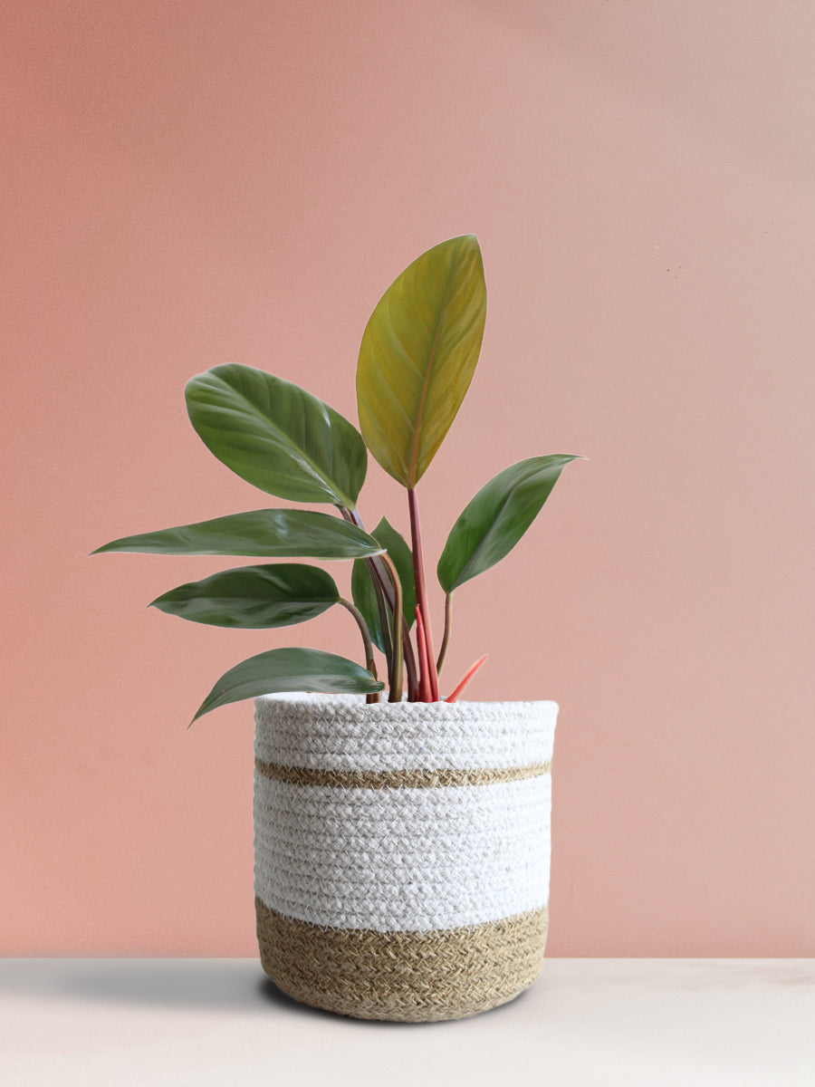Philodendron Rojo Congo (Medium)