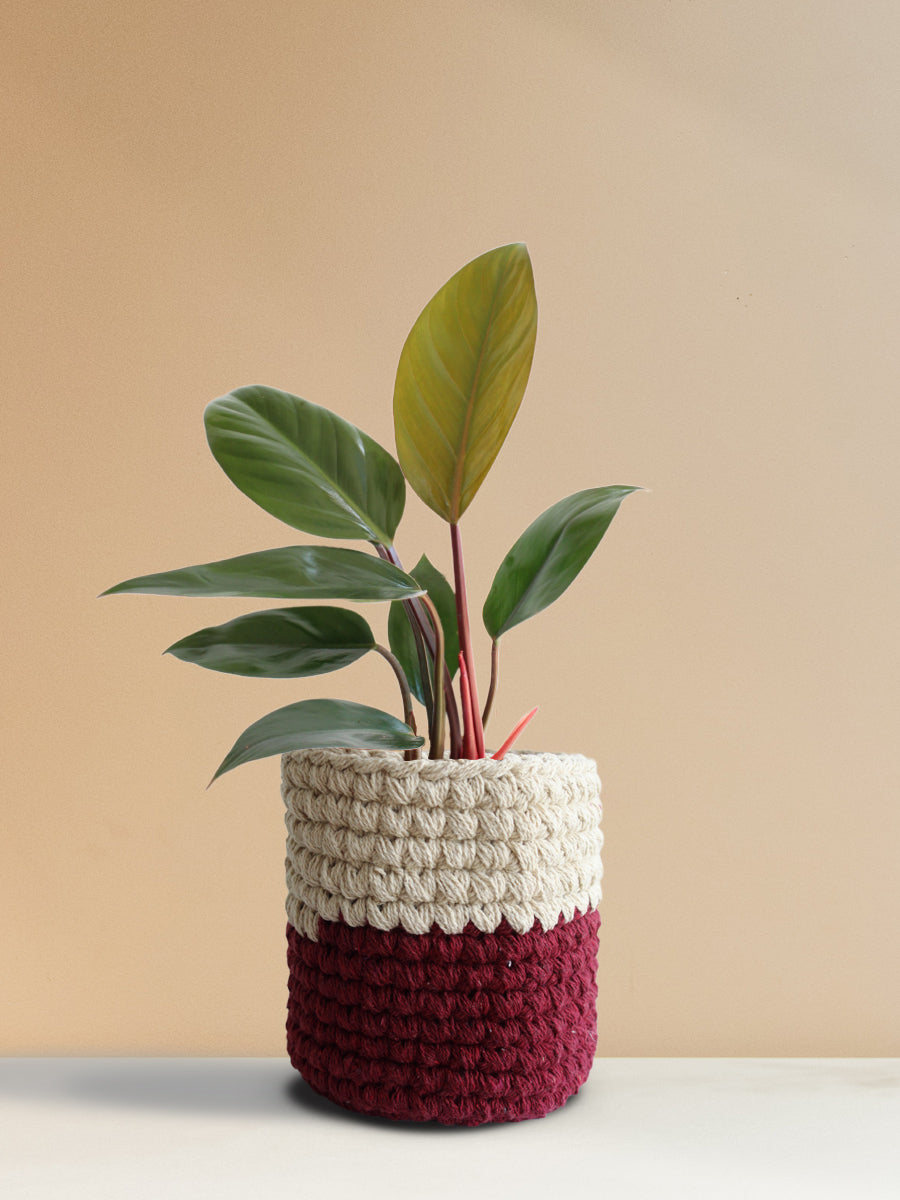 Philodendron Rojo Congo (Medium)
