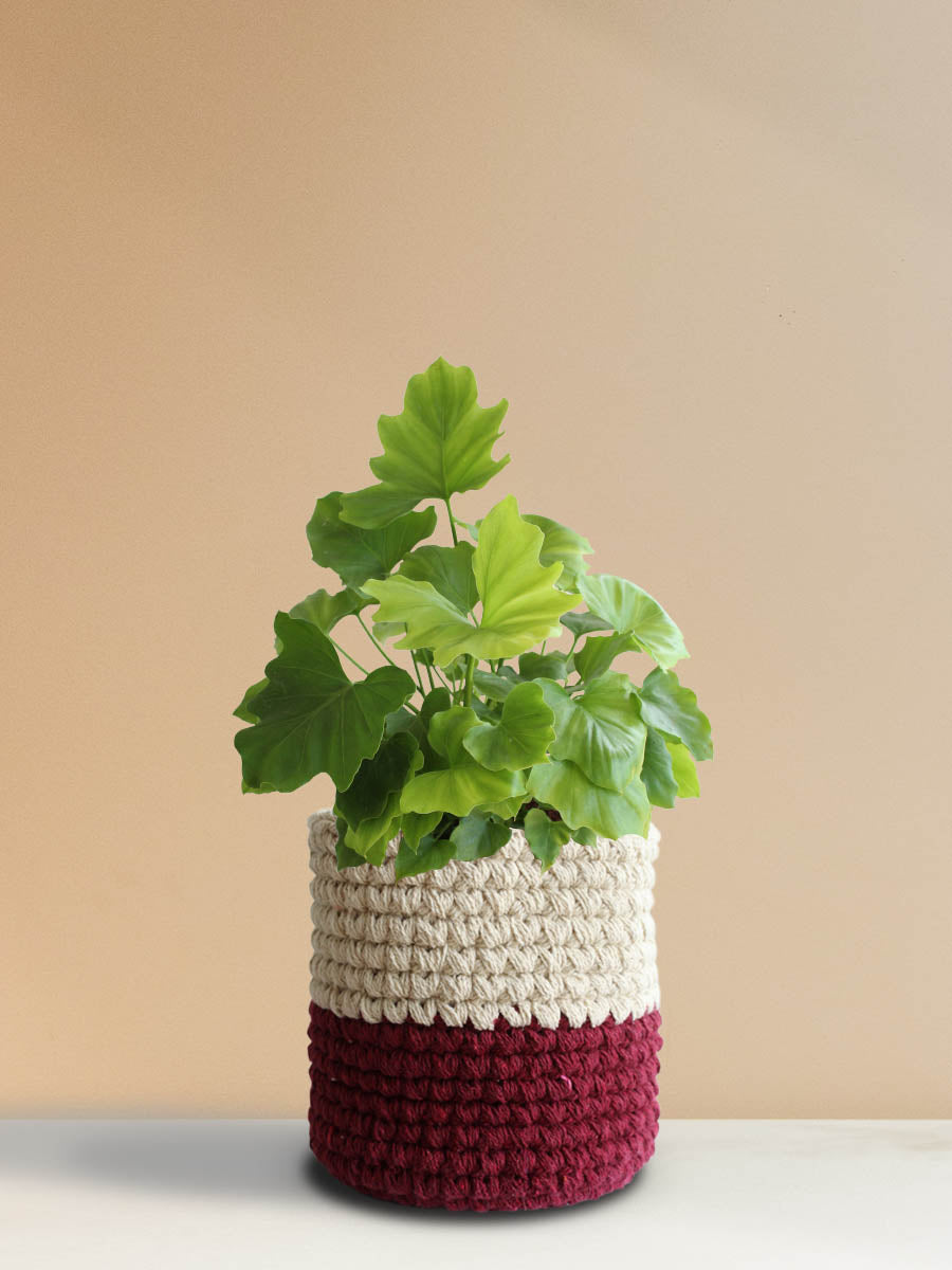 Philodendron Shangri-la (Large)