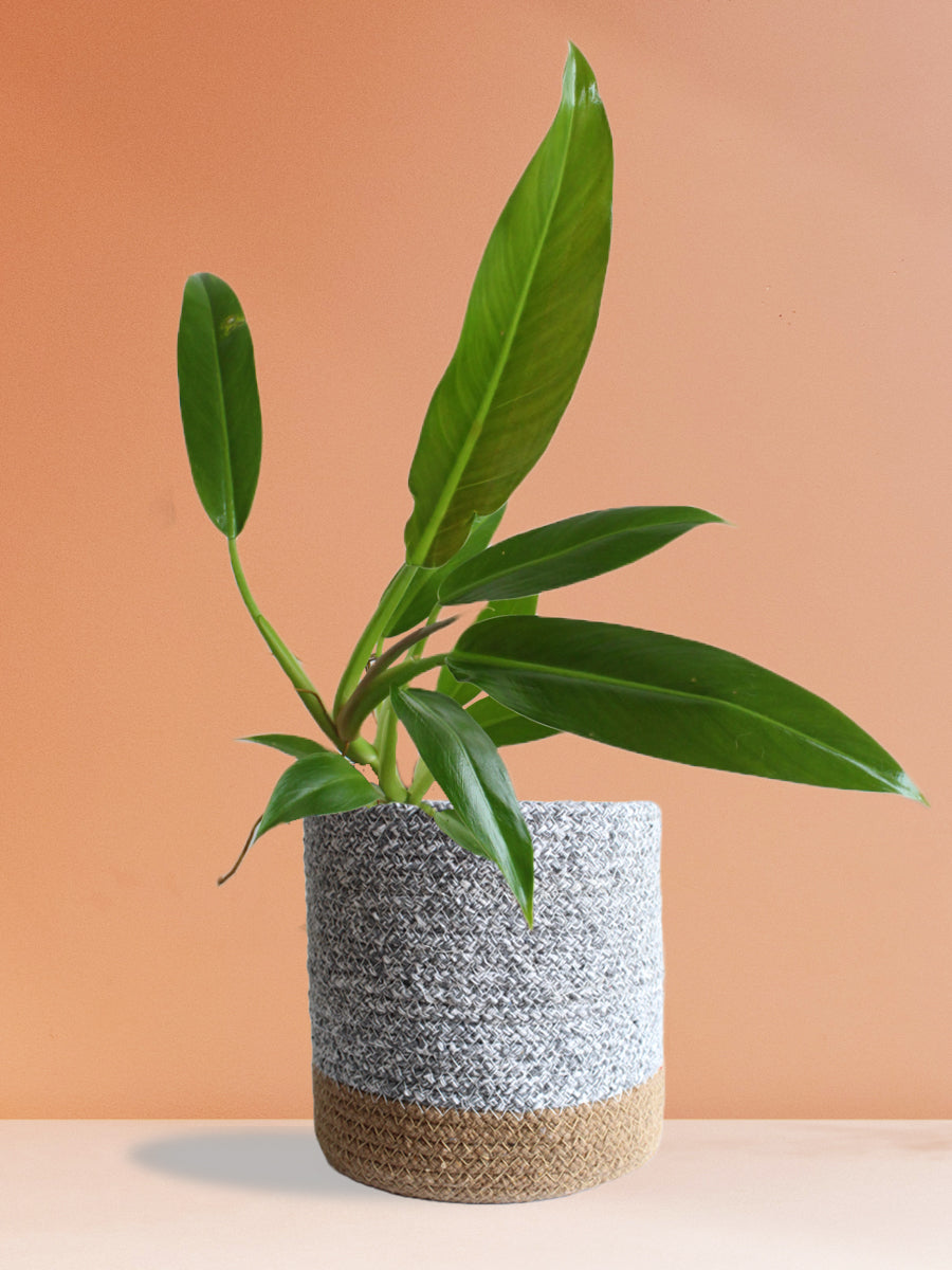 Philodendron Wendlandii (Large)