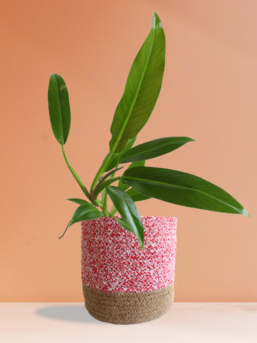 Philodendron Wendlandii (Large)
