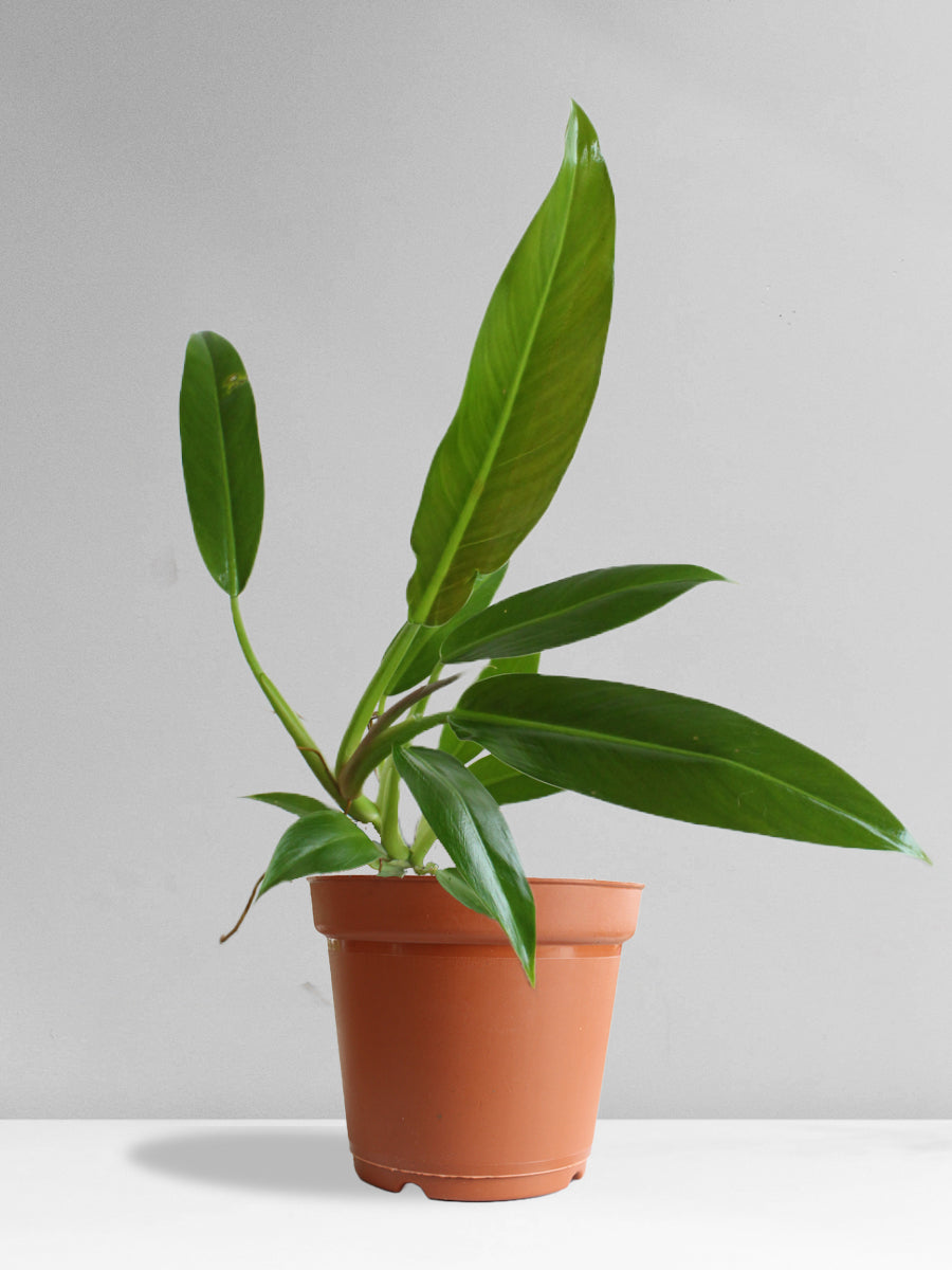 Philodendron Wendlandii (Large)