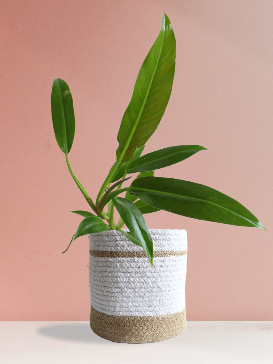 Philodendron Wendlandii (Large)