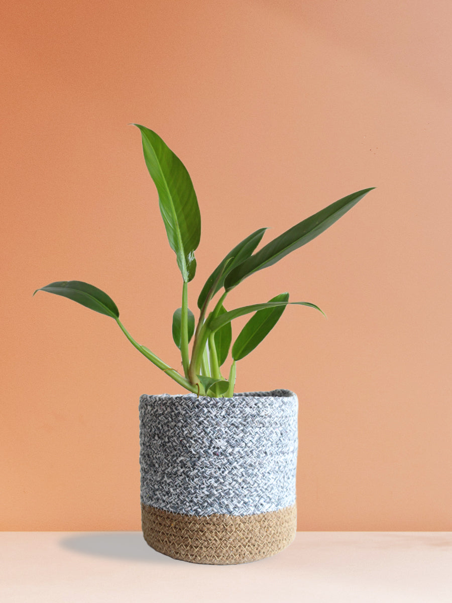 Philodendron Wendlandii (Medium)