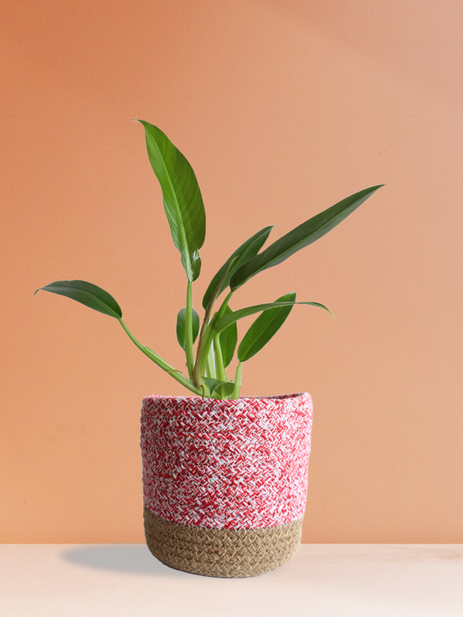 Philodendron Wendlandii (Medium)