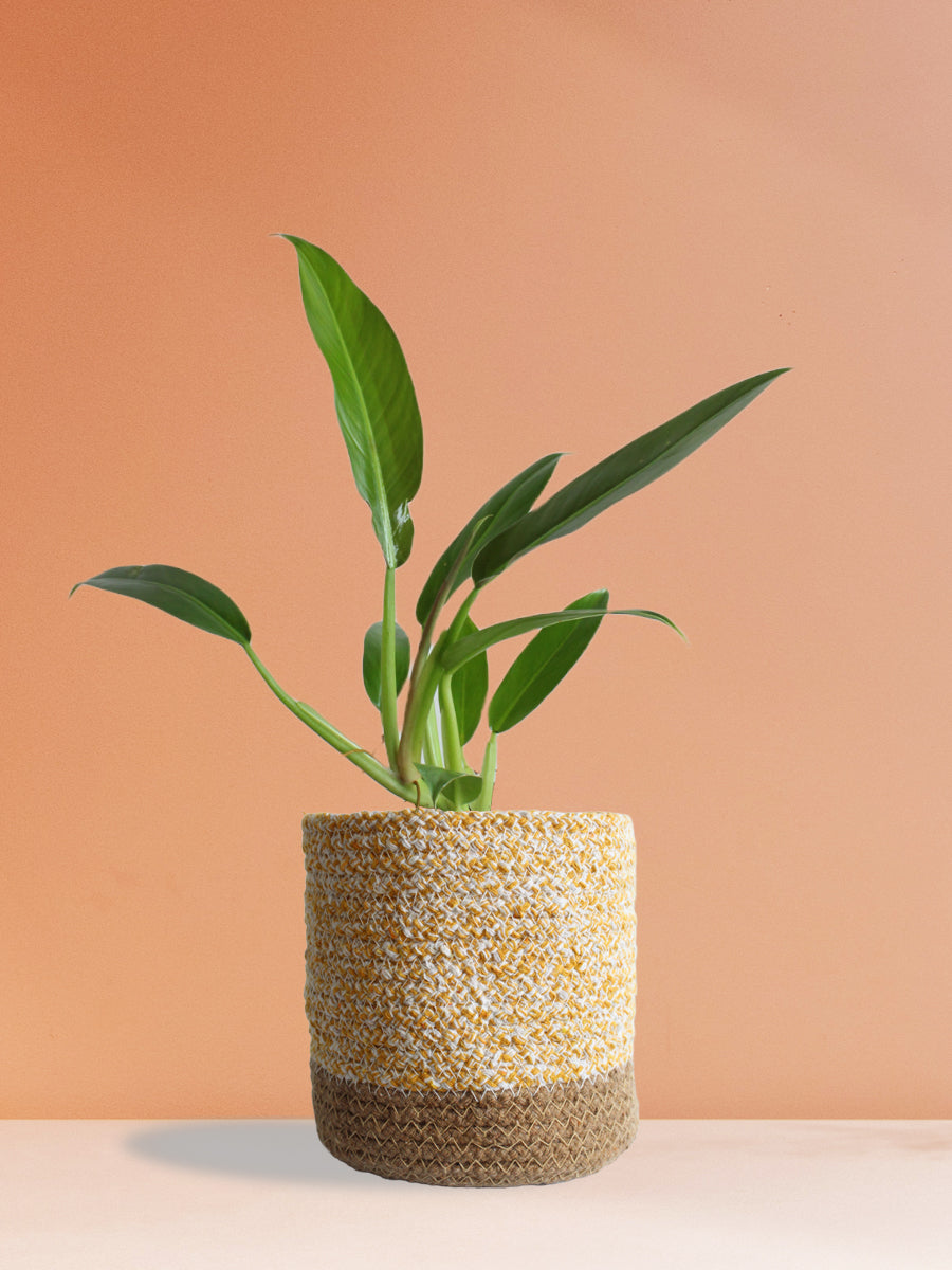 Philodendron Wendlandii (Medium)
