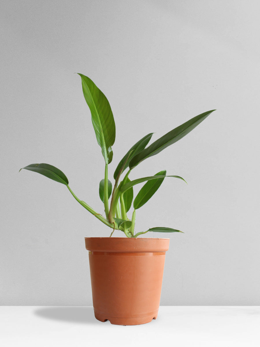 Philodendron Wendlandii (Medium)