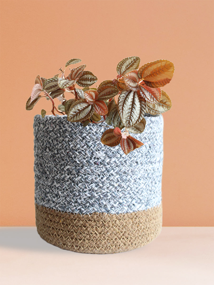 Pilea Friendship (Medium)