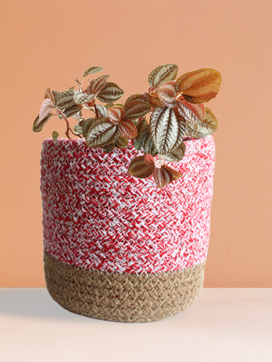 Pilea Friendship (Medium)