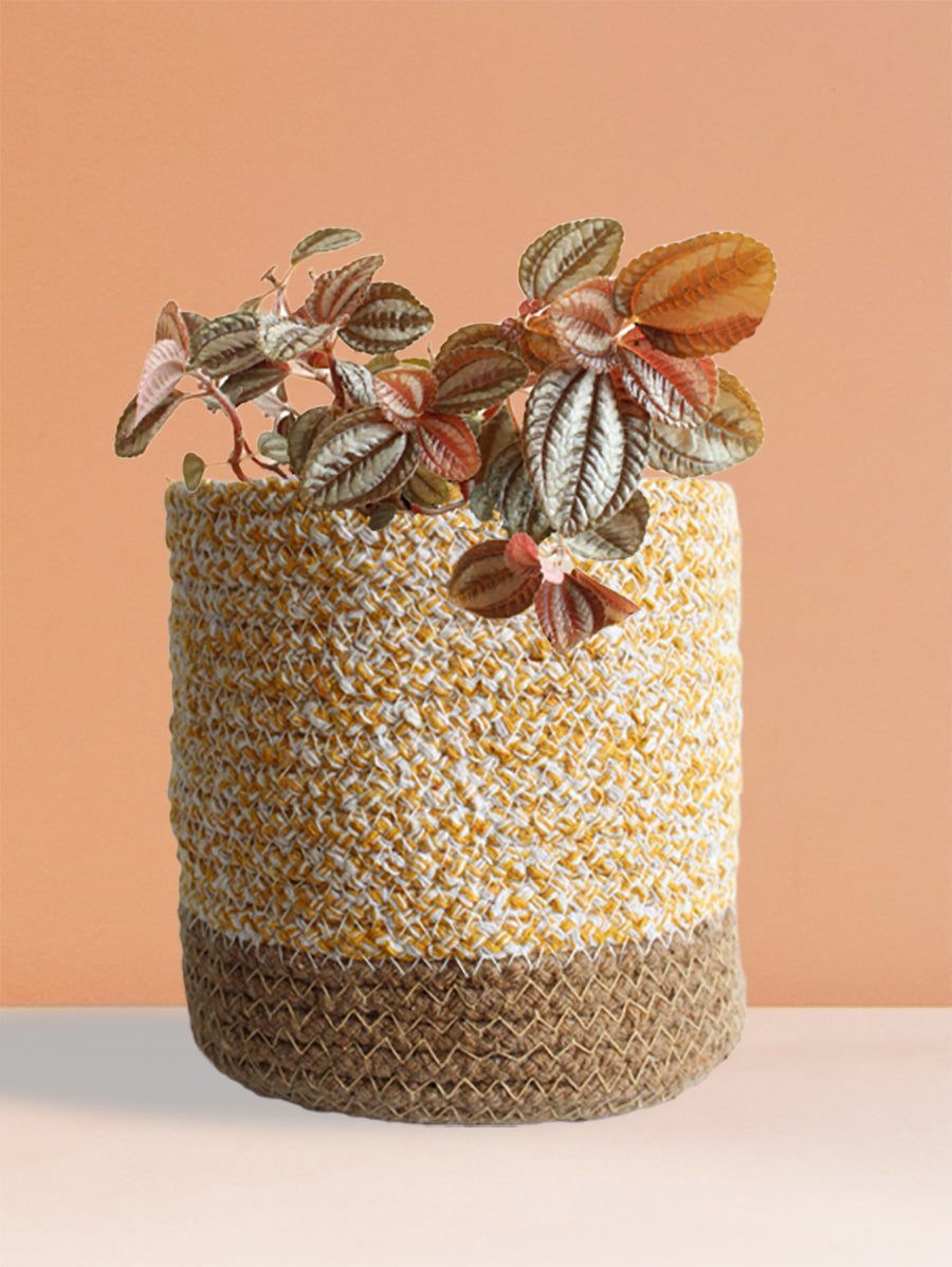 Pilea Friendship (Medium)