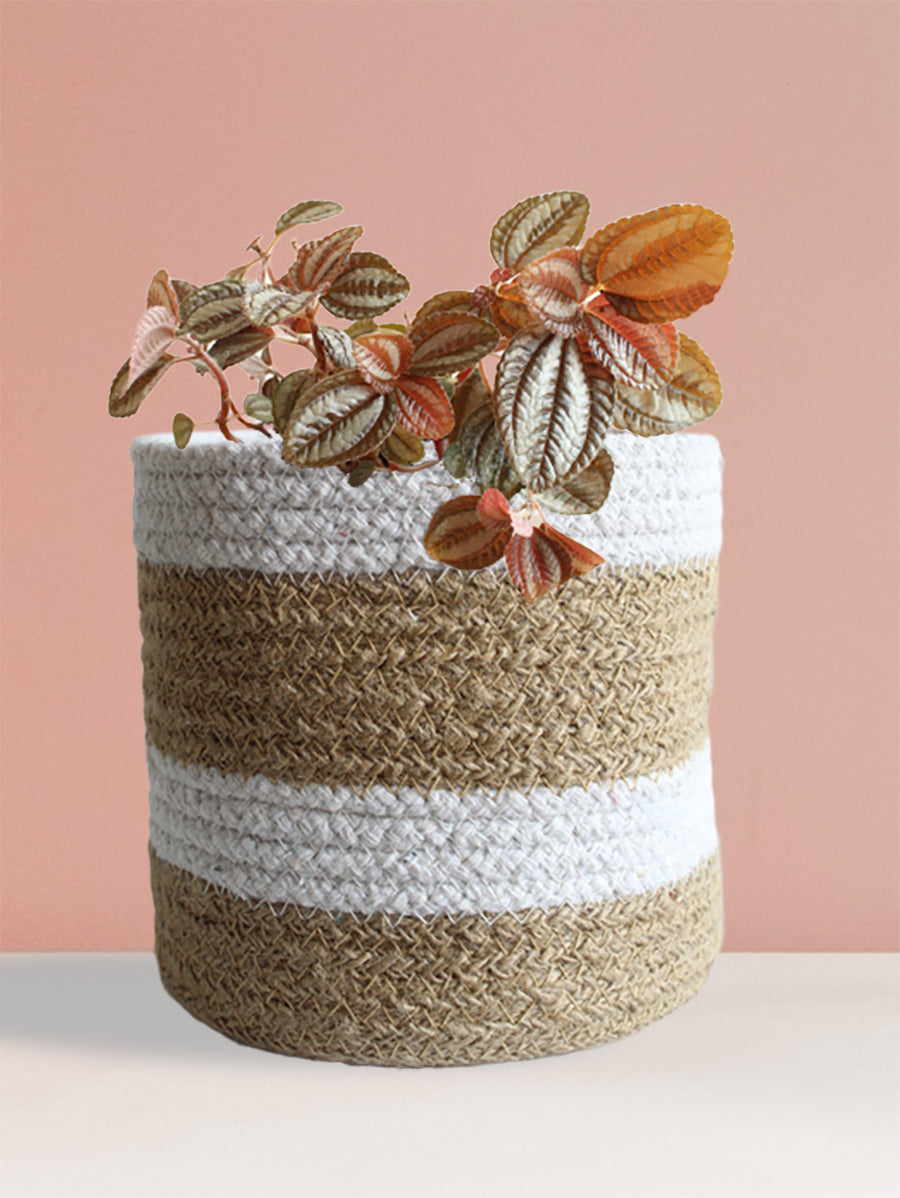 Pilea Friendship (Medium)