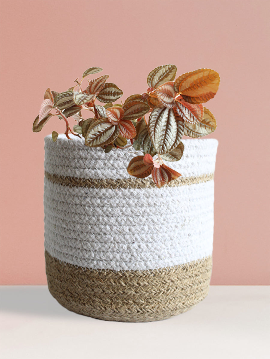 Pilea Friendship (Medium)