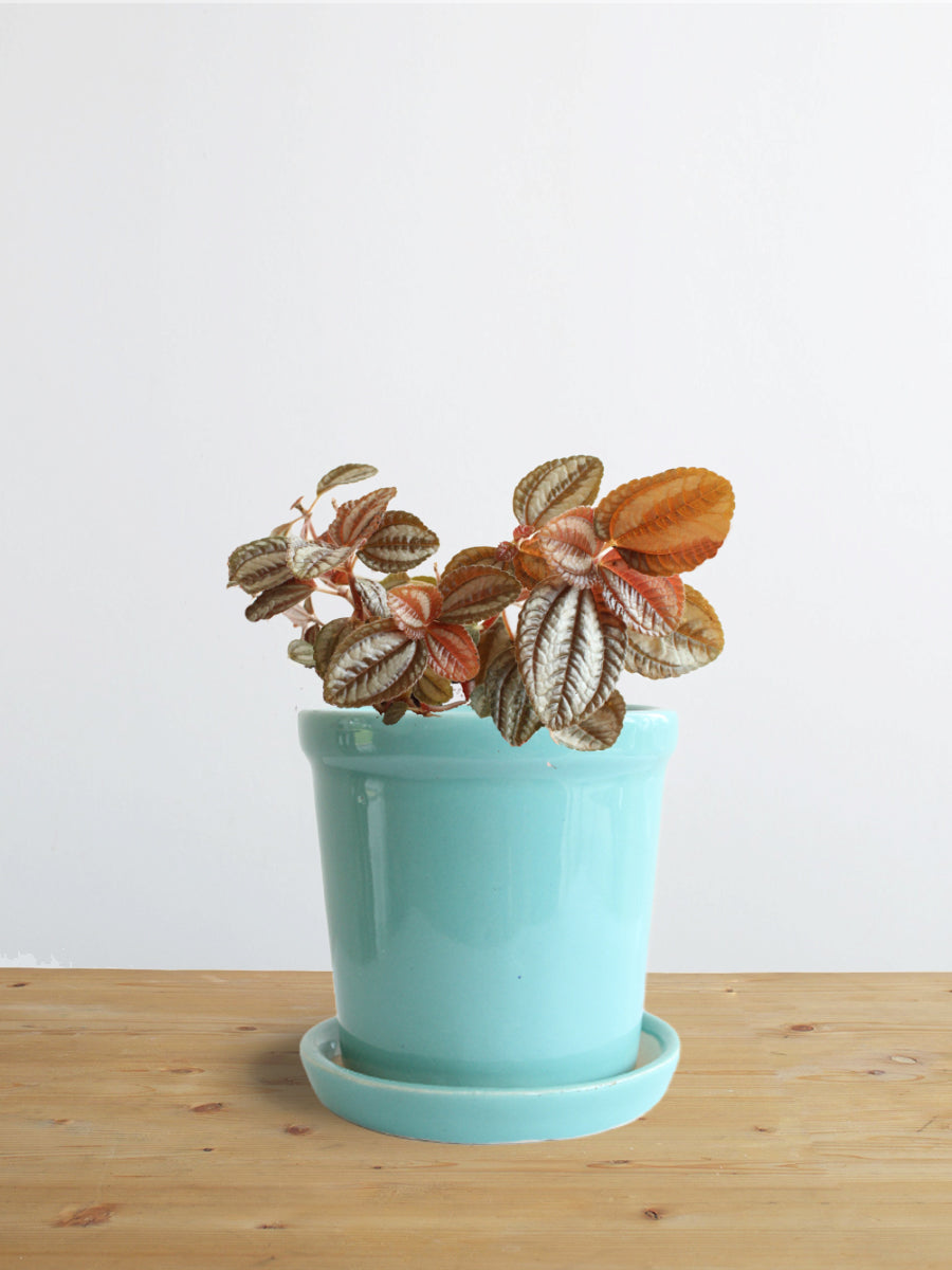 Pilea Friendship (Small)