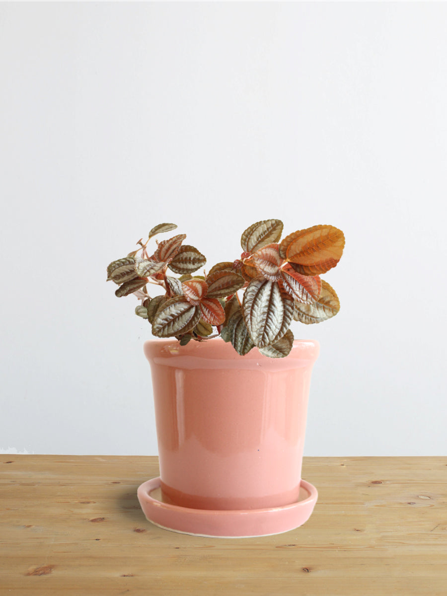 Pilea Friendship (Small)