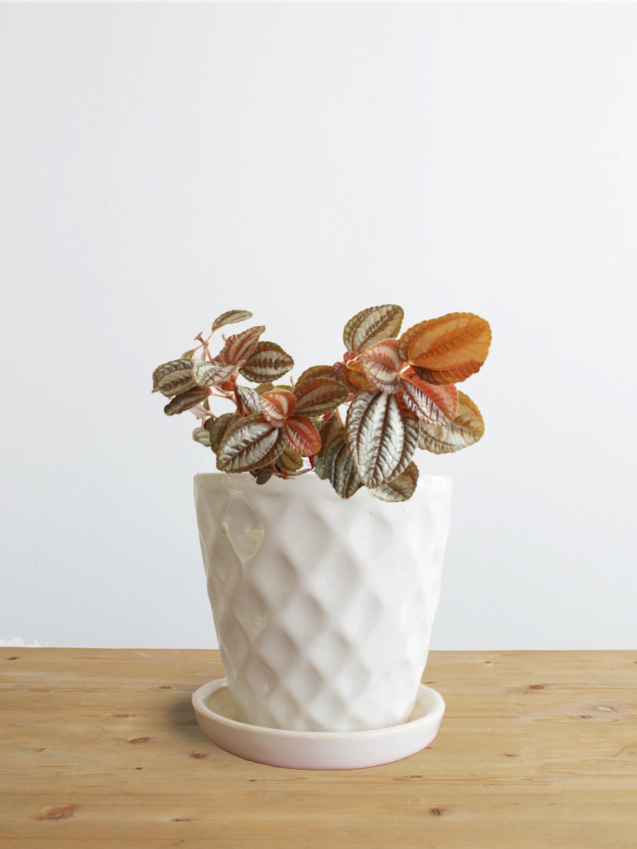 Pilea Friendship (Small)