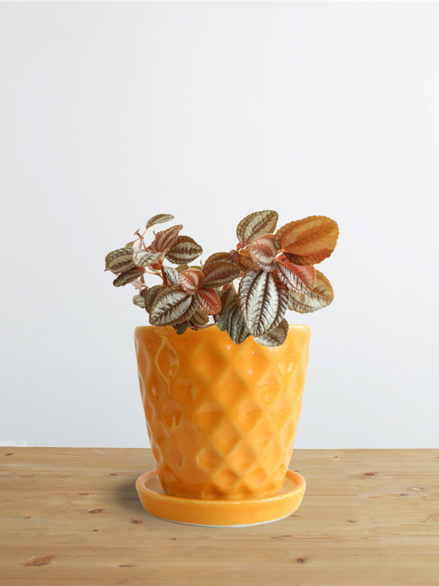 Pilea Friendship (Small)