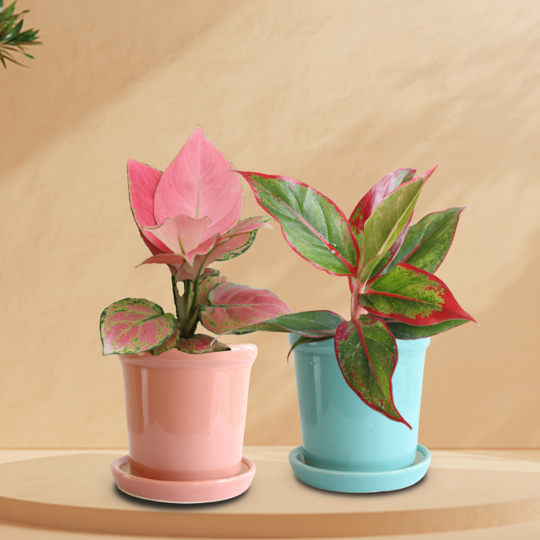 Pink Aglao Twins Duo