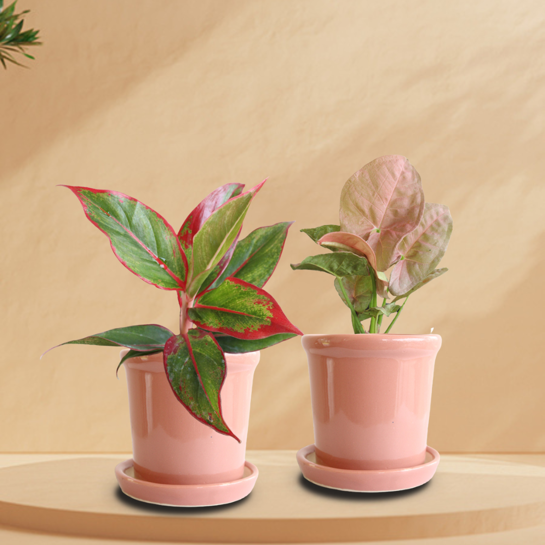 Pink Picture Duo